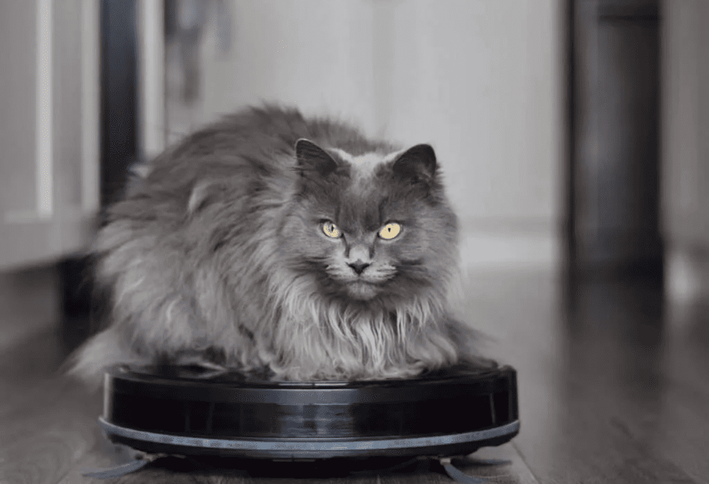 gray cat riding a robot vacuum